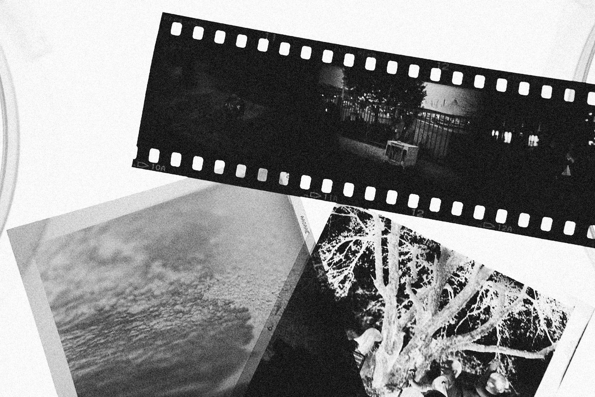 Photo of tree and film strip